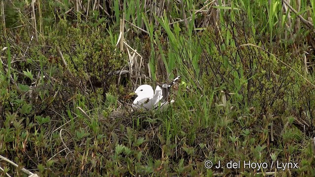 Short-billed Gull - ML201436121