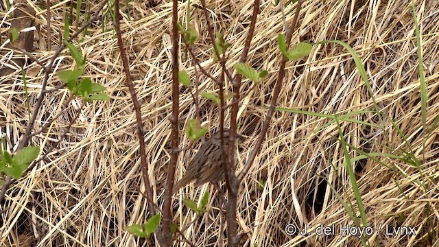 strnadec pruhohlavý - ML201436141