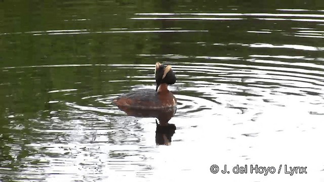 Zampullín Cuellirrojo - ML201436151