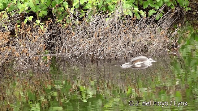 Horned Grebe - ML201436161