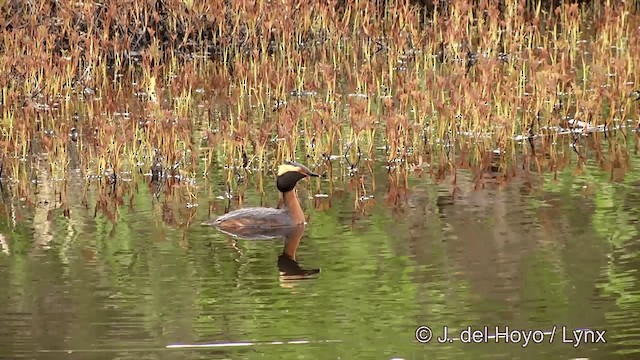 Horned Grebe - ML201436171