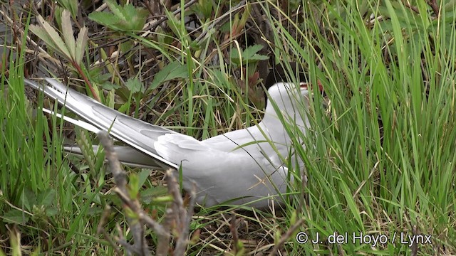 Arctic Tern - ML201436181