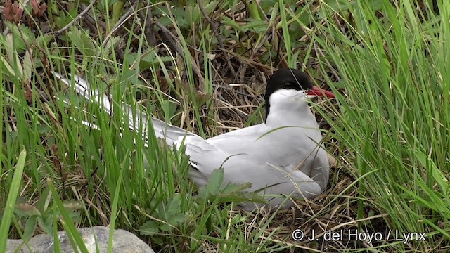 Arctic Tern - ML201436191