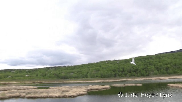 Arctic Tern - ML201436201