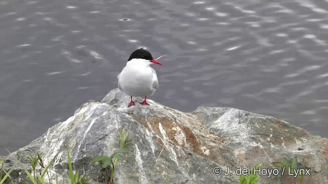 Arctic Tern - ML201436211