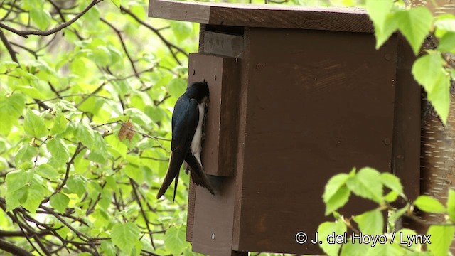 Tree Swallow - ML201436221