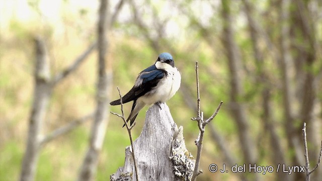 Tree Swallow - ML201436241