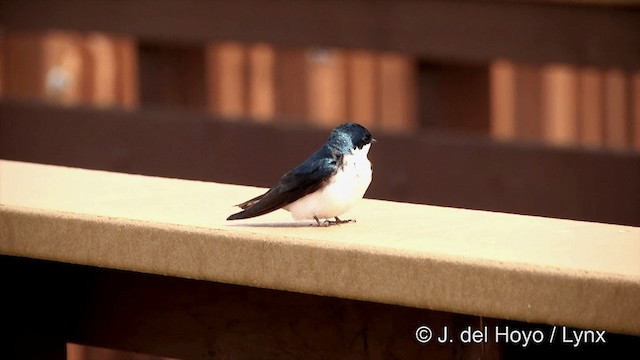 Golondrina Bicolor - ML201436251