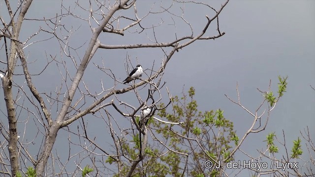 Violet-green Swallow - ML201436261