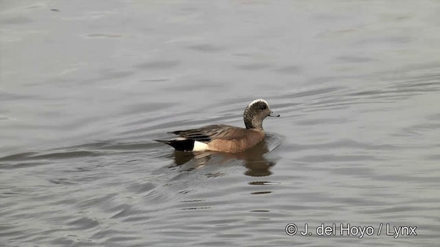 American Wigeon - ML201436281