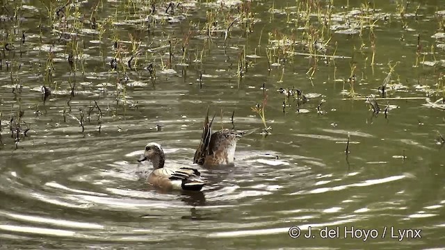 American Wigeon - ML201436291