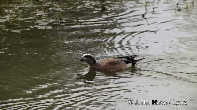 American Wigeon - ML201436301