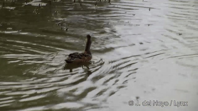 American Wigeon - ML201436311