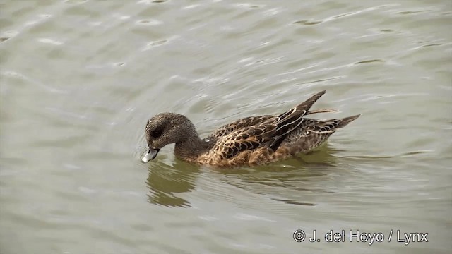 American Wigeon - ML201436321