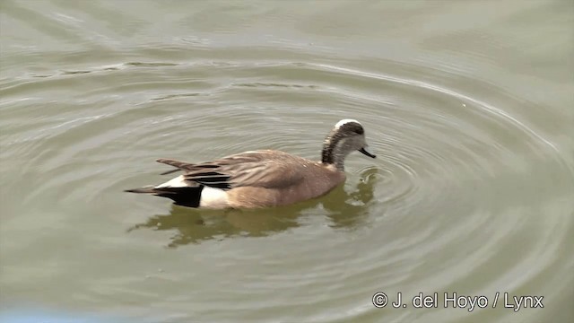 American Wigeon - ML201436331