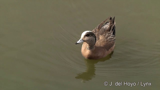 American Wigeon - ML201436341