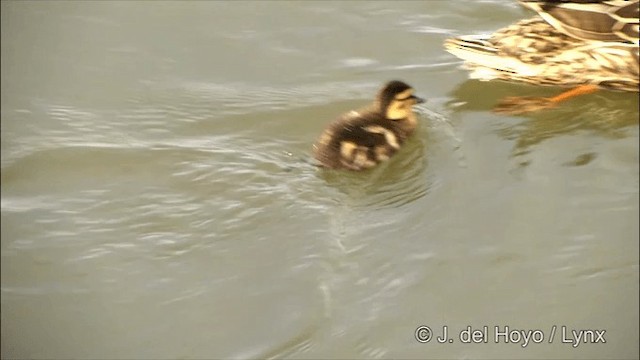 Canard colvert - ML201436371