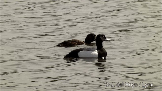 Greater Scaup - ML201436411