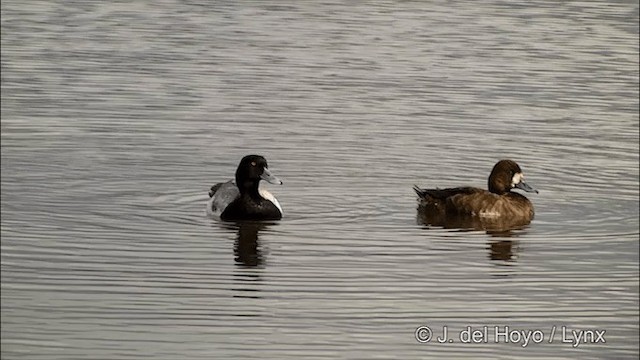 Greater Scaup - ML201436421