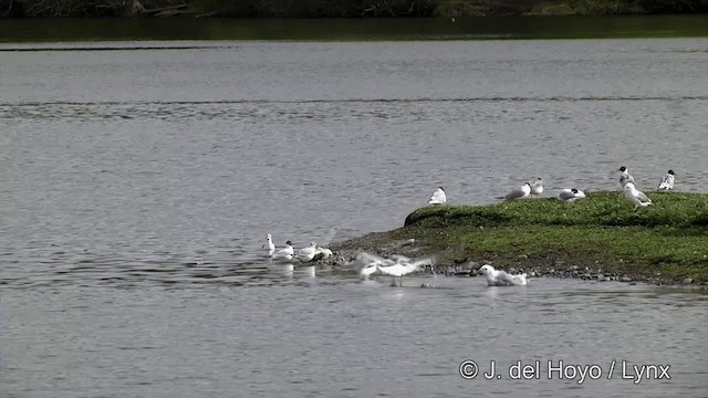 Short-billed Gull - ML201436451