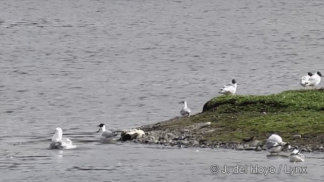 Short-billed Gull - ML201436461