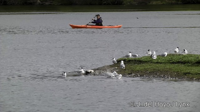 Bonaparte's Gull - ML201436481