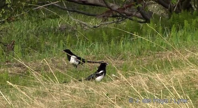 Black-billed Magpie - ML201436501