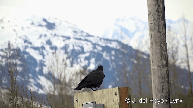 Common Raven - ML201436531