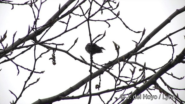 Yellow-rumped Warbler (Myrtle) - ML201436551