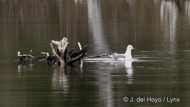 Short-billed Gull - ML201436611