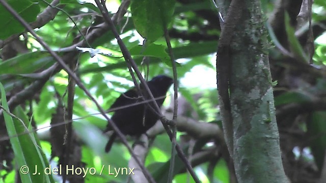 Taveuni Silktail - ML201436651