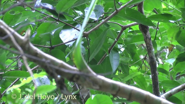 Taveuni Silktail - ML201436661