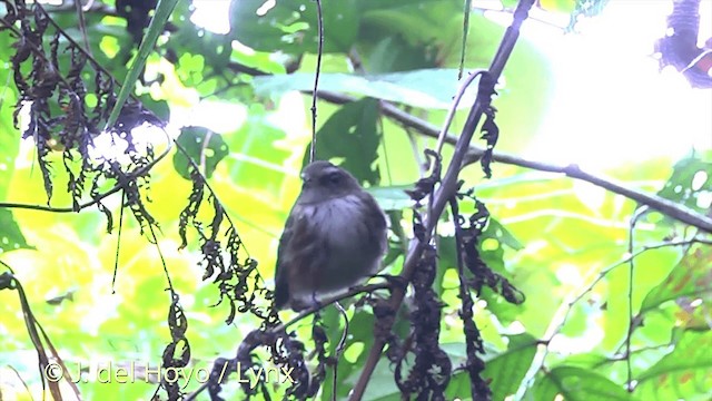 Fiji Streaked Fantail (Taveuni) - ML201436771