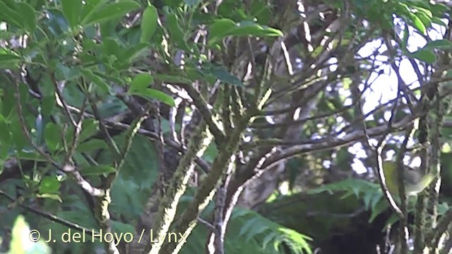 Zostérops des Fidji - ML201436811