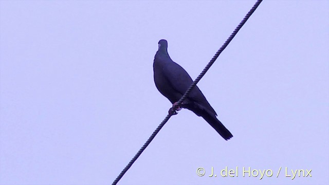 Metallic Pigeon (Metallic) - ML201436891