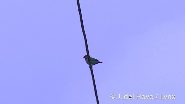 Fiji Parrotfinch - ML201436921