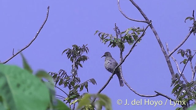 Méliphage d'Ovalau - ML201436941