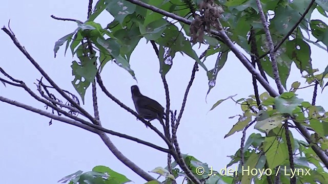 Méliphage d'Ovalau - ML201436951