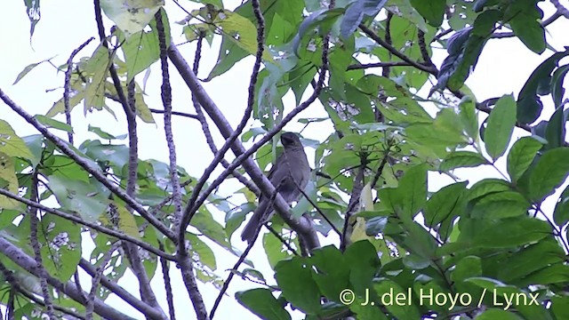 Mielero Carunculado de Viti Levu - ML201436961