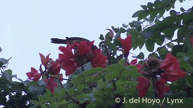 Duetting Giant-Honeyeater - ML201436971