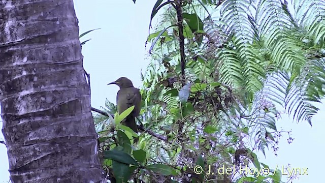 Duetting Giant-Honeyeater - ML201436981