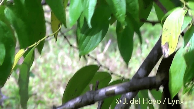 Duetting Giant-Honeyeater - ML201436991