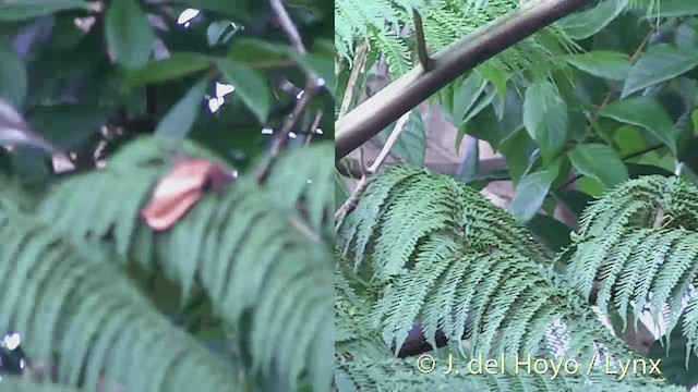 Polynesian Triller - ML201437001