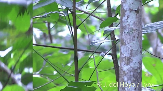 Chestnut-throated Flycatcher - ML201437011