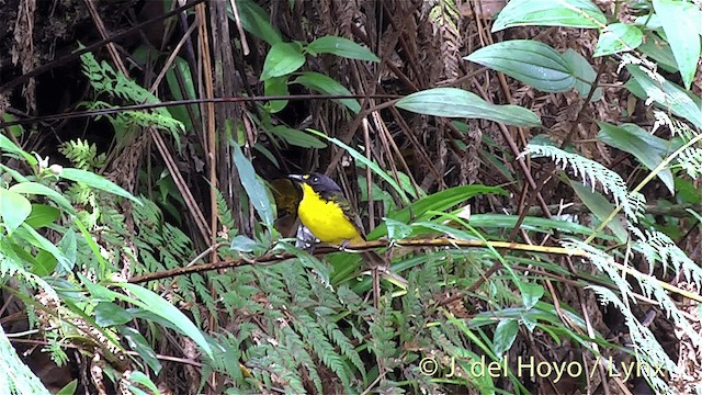 Yellow-throated Fiji Whistler - ML201437061