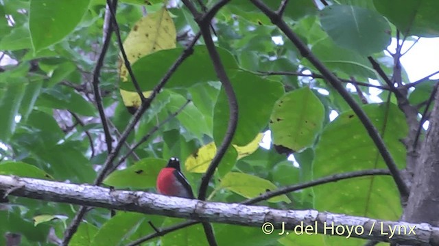 Pacific Robin (Vanuatu) - ML201437071