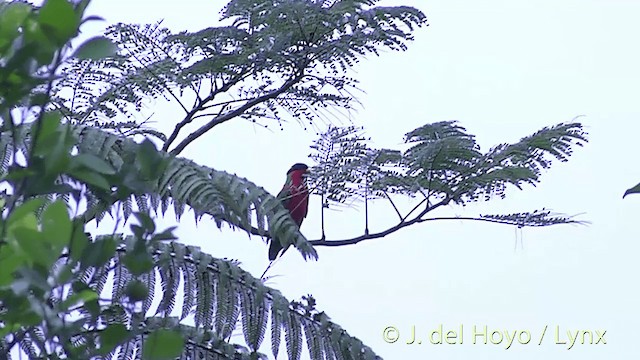 Collared Lory - ML201437081