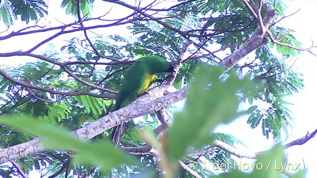 Masked Shining-Parrot - ML201437091