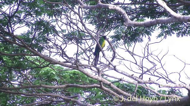 Masked Shining-Parrot - ML201437101