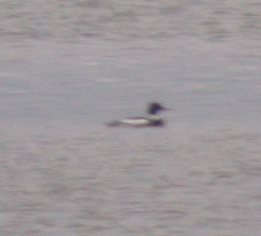 Red-breasted Merganser - Dan Scheiman